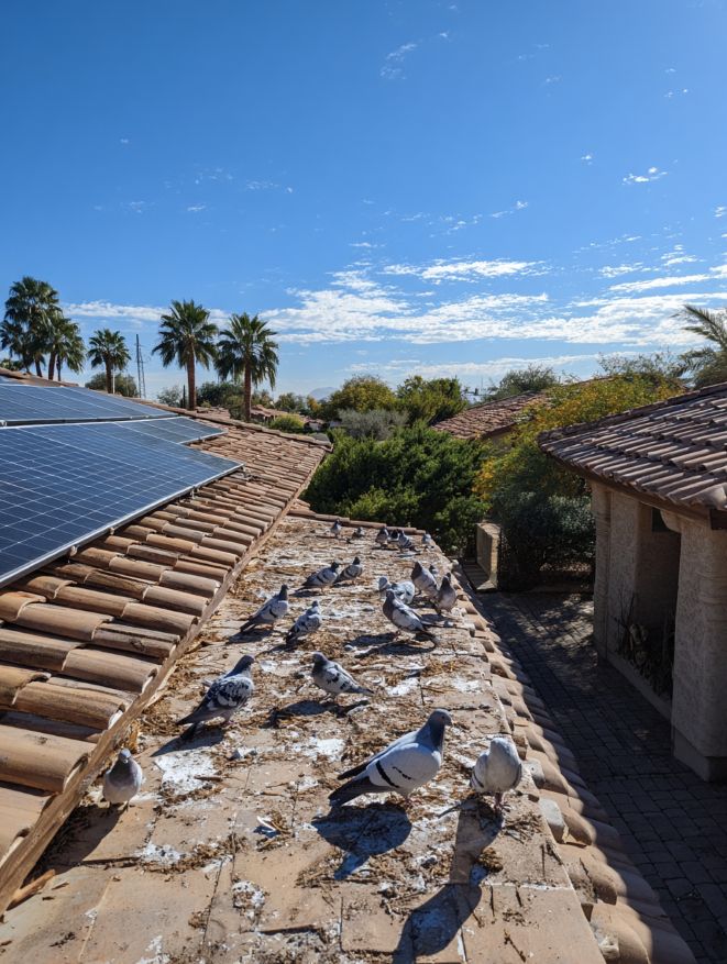 Solar panel pigeon proofing for Phoenix